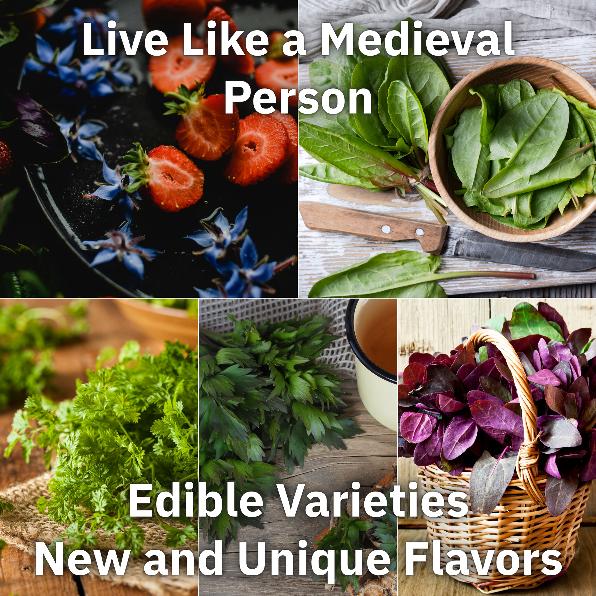 Medieval Seed Collection