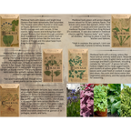 Medieval Seed Collection